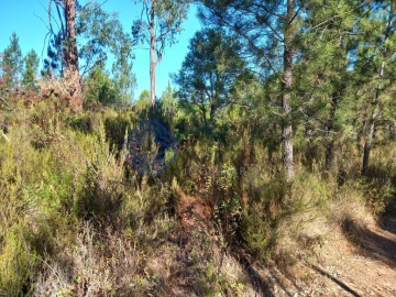 Terreno para Venda em São Pedro de Tomar