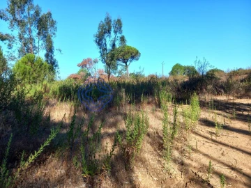 Terreno para Venda em São Pedro de Tomar