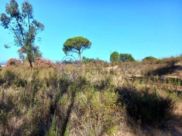 Terreno para Venda em São Pedro de Tomar