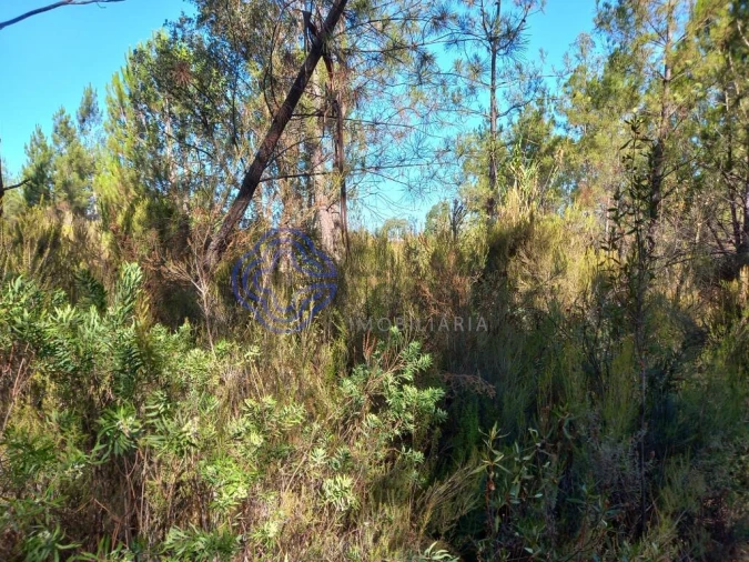Terreno para Venda em São Pedro de Tomar Foto 12