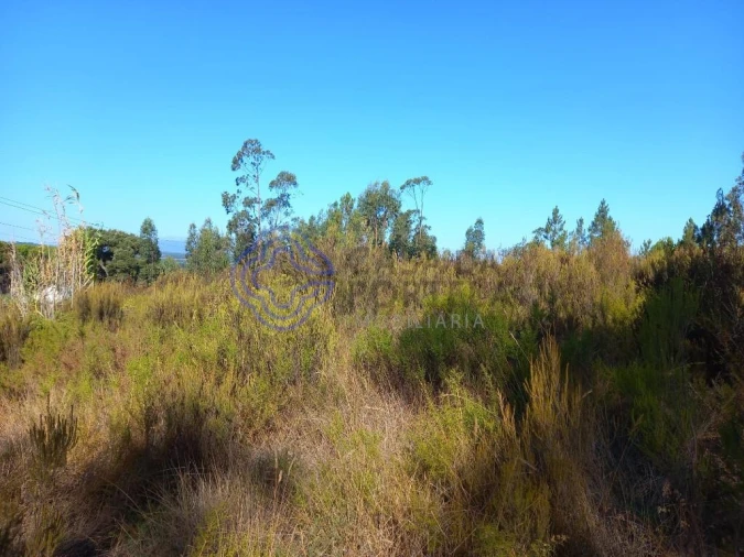Terreno para Venda em São Pedro de Tomar Foto 13