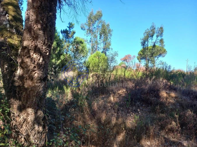 Terreno para Venda em São Pedro de Tomar Foto 15