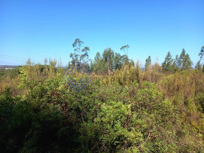 Terreno para Venda em São Pedro de Tomar Foto 7