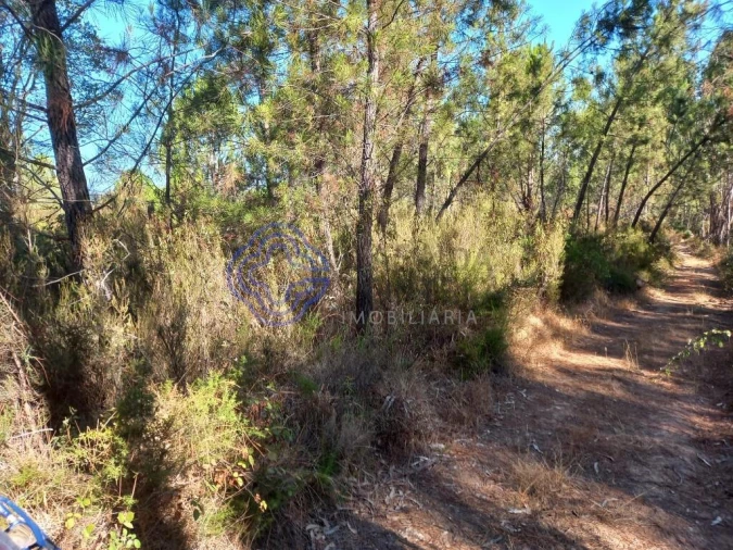 Terreno para Venda em São Pedro de Tomar Foto 11