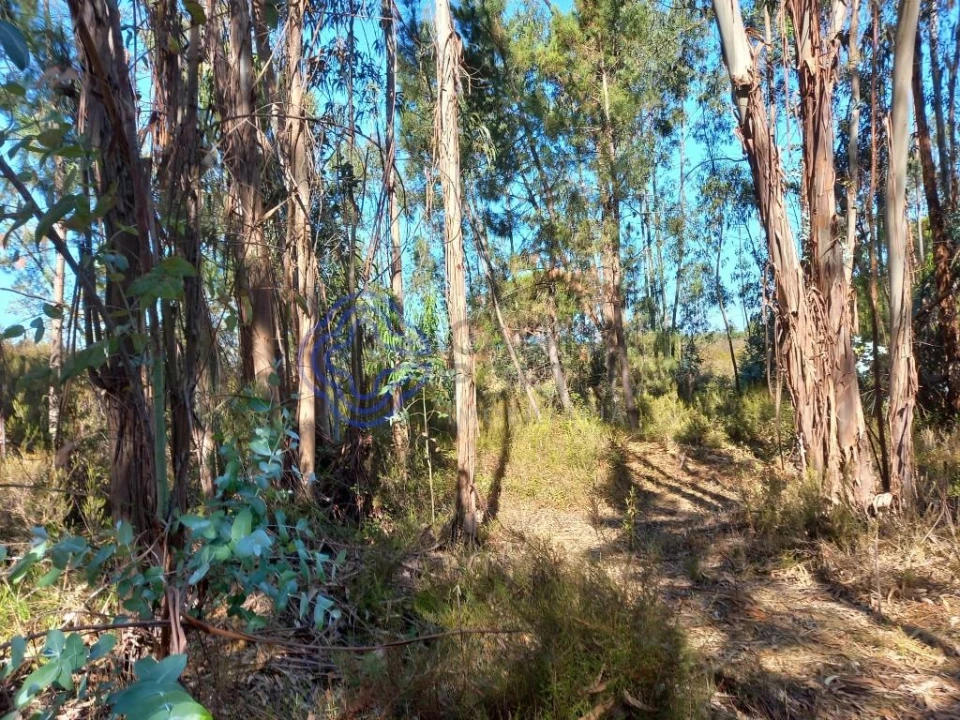 Terreno para Venda em São Pedro de Tomar Foto 20