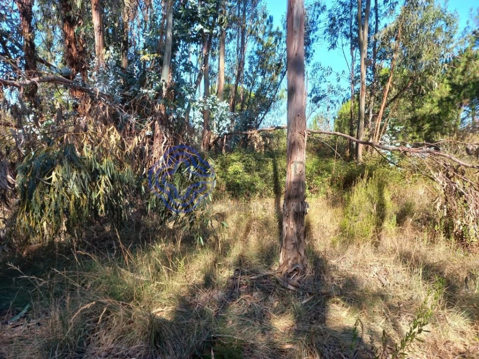 Terreno para Venda em São Pedro de Tomar Foto 14