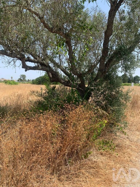 Terreno para Venda em Poceirão e Marateca