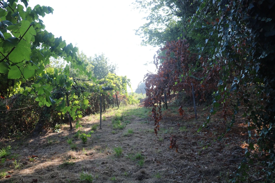 Moradia T2 para Venda em Lustosa e Barrosas (Santo Estêvão) Foto 7