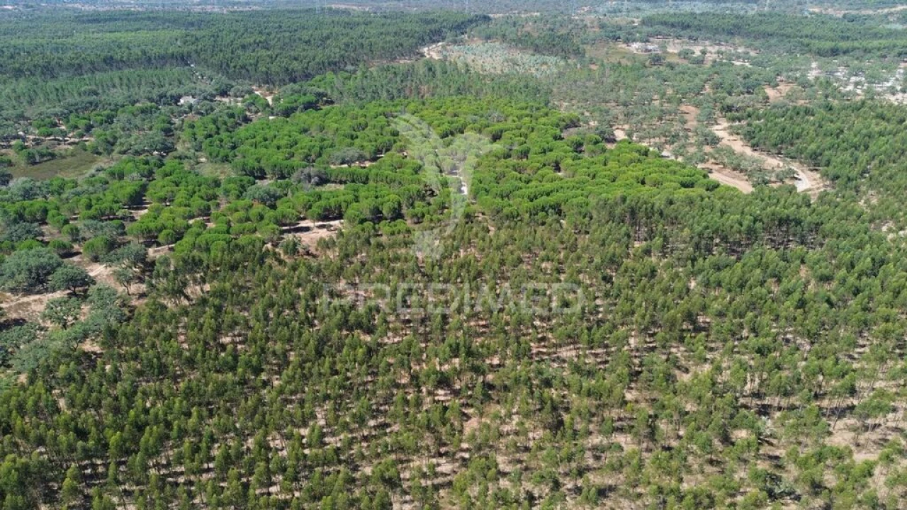 Quinta para Venda em São Domingos e Vale de Água Foto 15