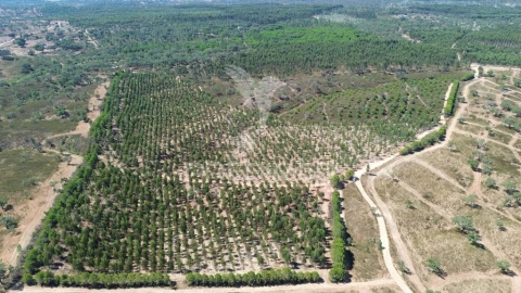 Quinta para Venda em São Domingos e Vale de Água