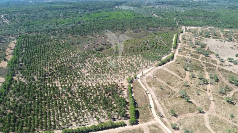 Quinta para Venda em São Domingos e Vale de Água