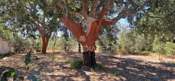 Quinta para Venda em São Domingos e Vale de Água