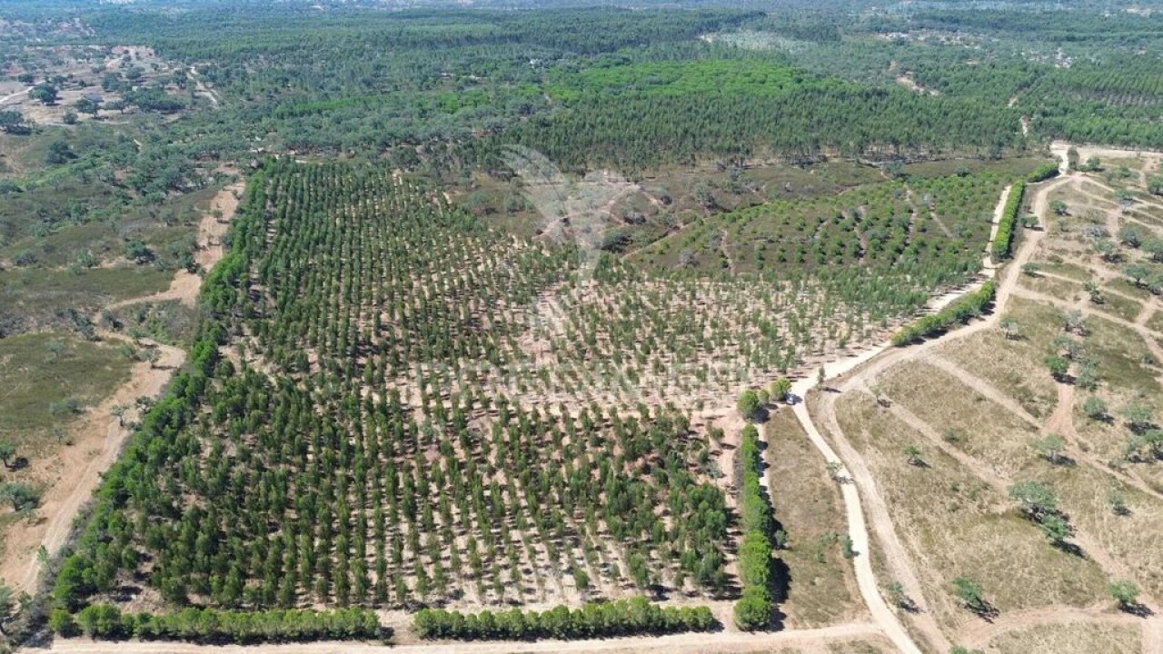 Quinta para Venda em São Domingos e Vale de Água Foto 1