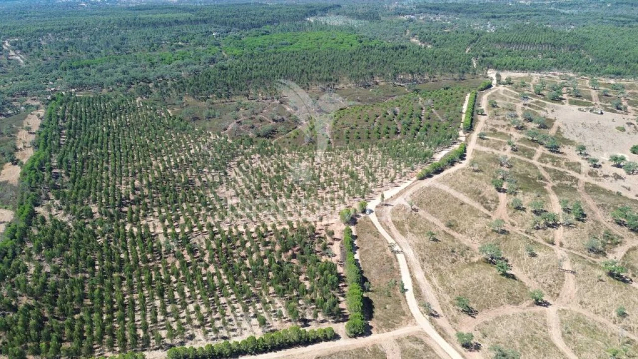 Quinta para Venda em São Domingos e Vale de Água Foto 13