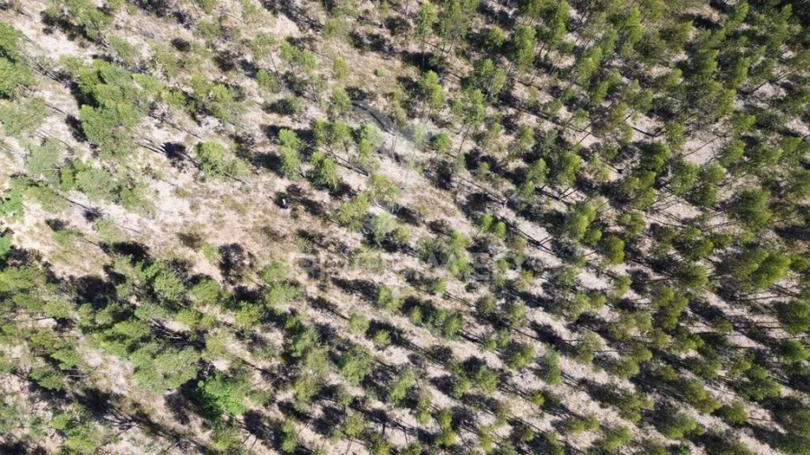 Quinta para Venda em São Domingos e Vale de Água Foto 12