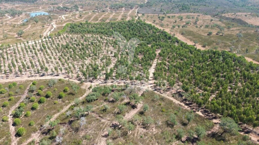 Quinta para Venda em São Domingos e Vale de Água Foto 16