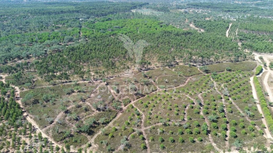 Quinta para Venda em São Domingos e Vale de Água Foto 14