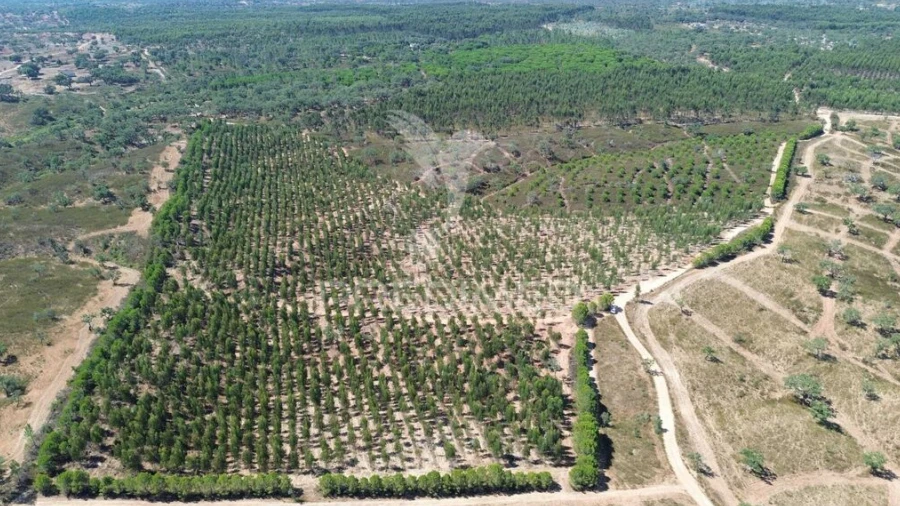 Quinta para Venda em São Domingos e Vale de Água