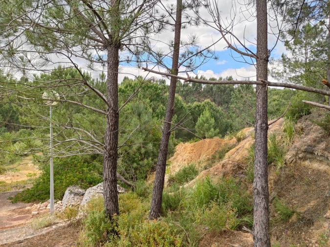 Terreno para Venda em Azambuja Foto 17