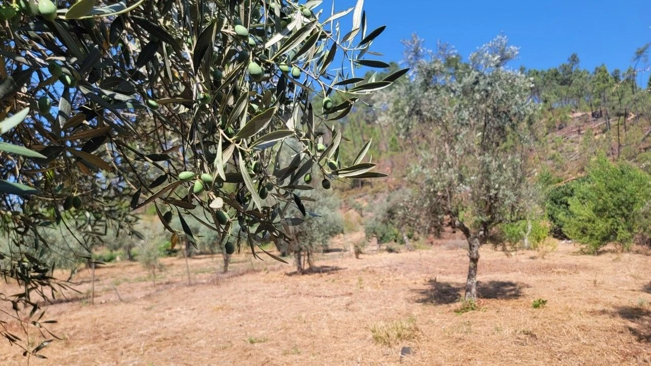 Terreno Agricola ou Rústico para Venda em Sarzedas Foto 10