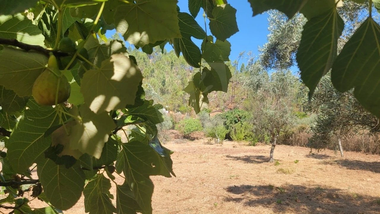 Terreno Agricola ou Rústico para Venda em Sarzedas Foto 9