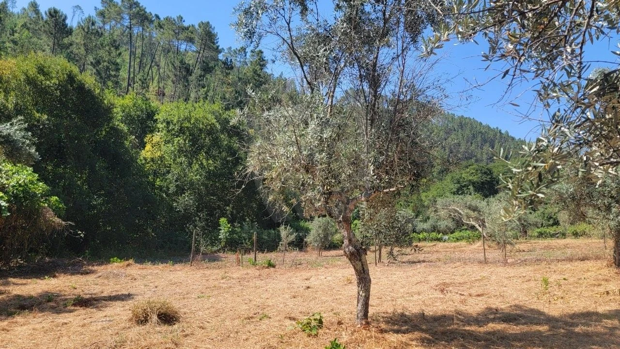 Terreno Agricola ou Rústico para Venda em Sarzedas Foto 11