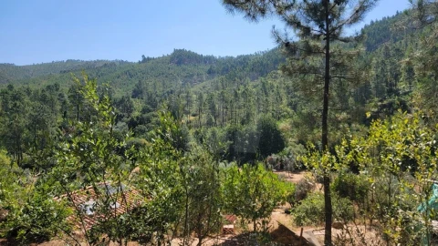 Terreno Agricola ou Rústico para Venda em Sarzedas