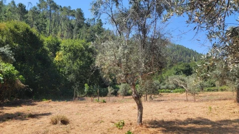 Terreno Agricola ou Rústico para Venda em Sarzedas