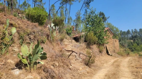 Terreno Agricola ou Rústico para Venda em Sarzedas