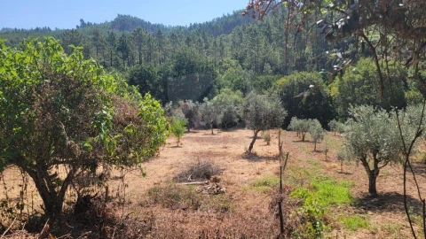 Terreno Agricola ou Rústico para Venda em Sarzedas