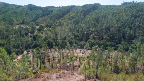 Terreno Agricola ou Rústico para Venda em Sarzedas