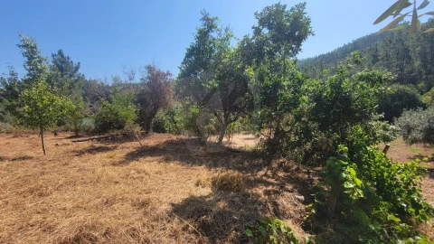 Terreno Agricola ou Rústico para Venda em Sarzedas