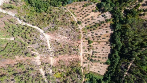 Terreno Agricola ou Rústico para Venda em Sarzedas