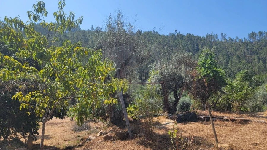 Terreno Agricola ou Rústico para Venda em Sarzedas Foto 18