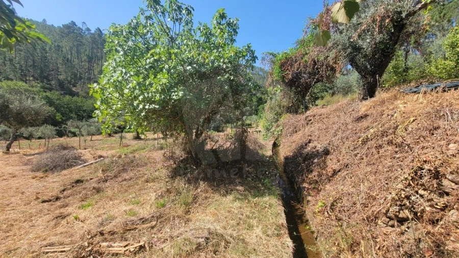 Terreno Agricola ou Rústico para Venda em Sarzedas Foto 14