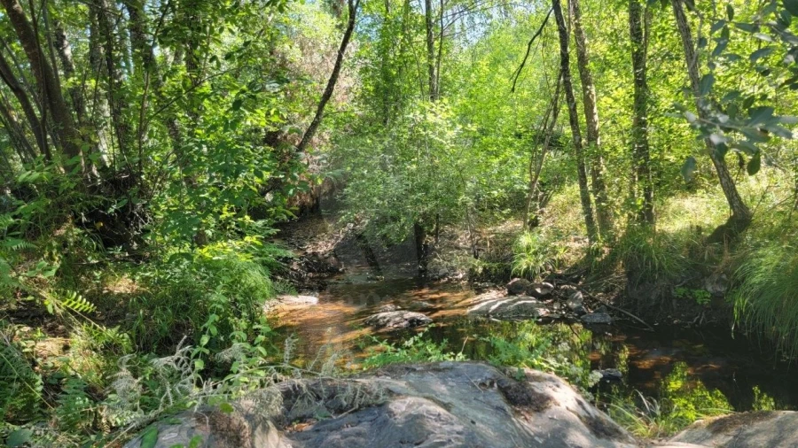 Terreno Agricola ou Rústico para Venda em Sarzedas Foto 6