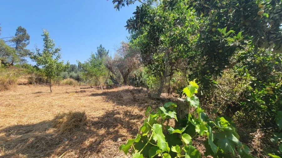 Terreno Agricola ou Rústico para Venda em Sarzedas Foto 36