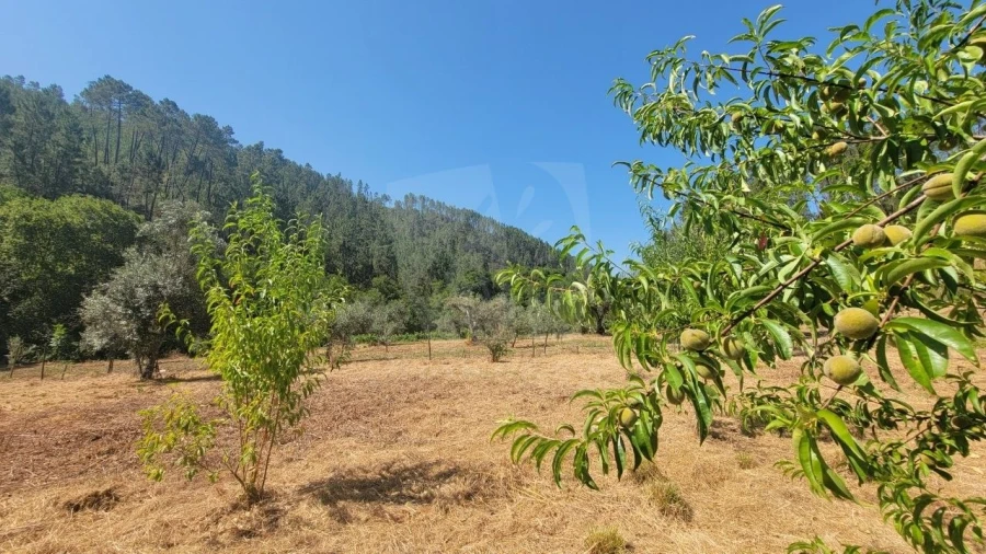 Terreno Agricola ou Rústico para Venda em Sarzedas Foto 13