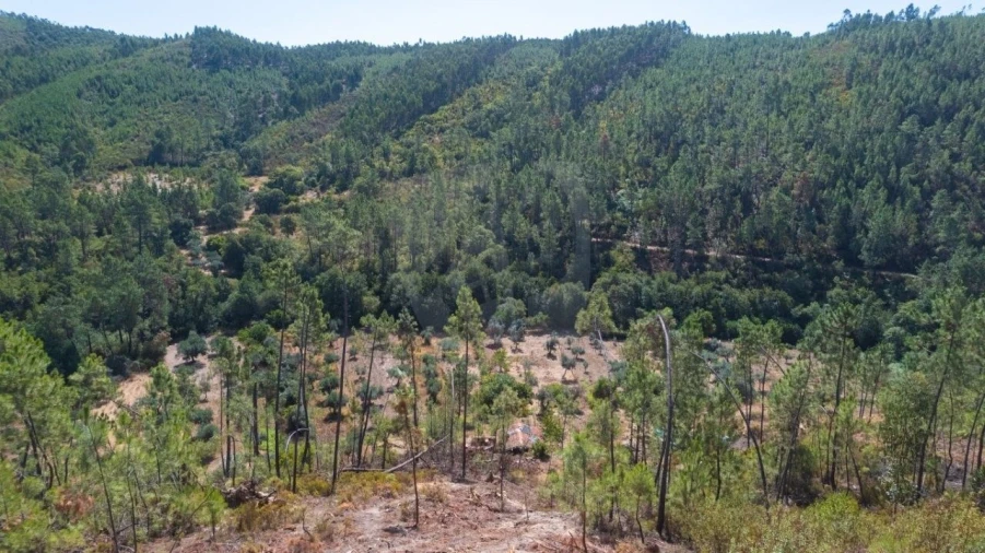 Terreno Agricola ou Rústico para Venda em Sarzedas Foto 5
