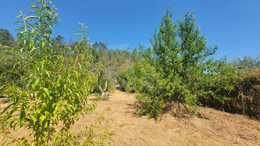 Terreno Agricola ou Rústico para Venda em Sarzedas Foto 12