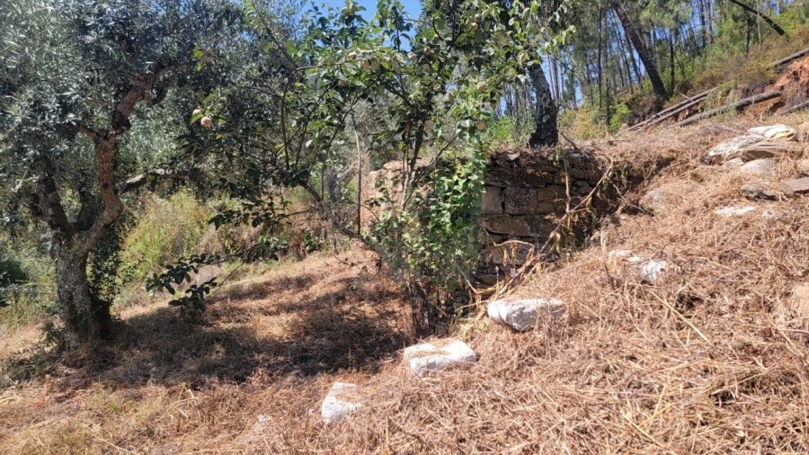 Terreno Agricola ou Rústico para Venda em Sarzedas Foto 39