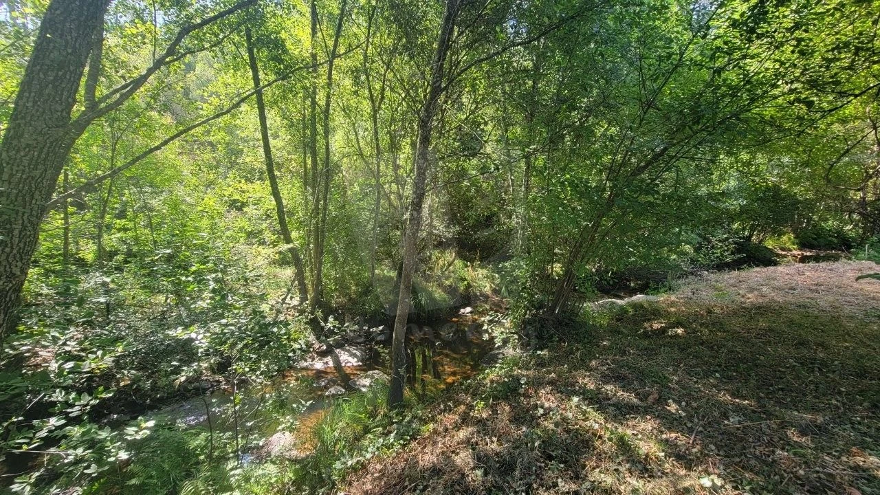 Terreno Agricola ou Rústico para Venda em Sarzedas Foto 8