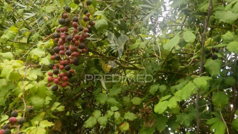 Moradia T9 para Venda em Nossa Senhora do Pranto