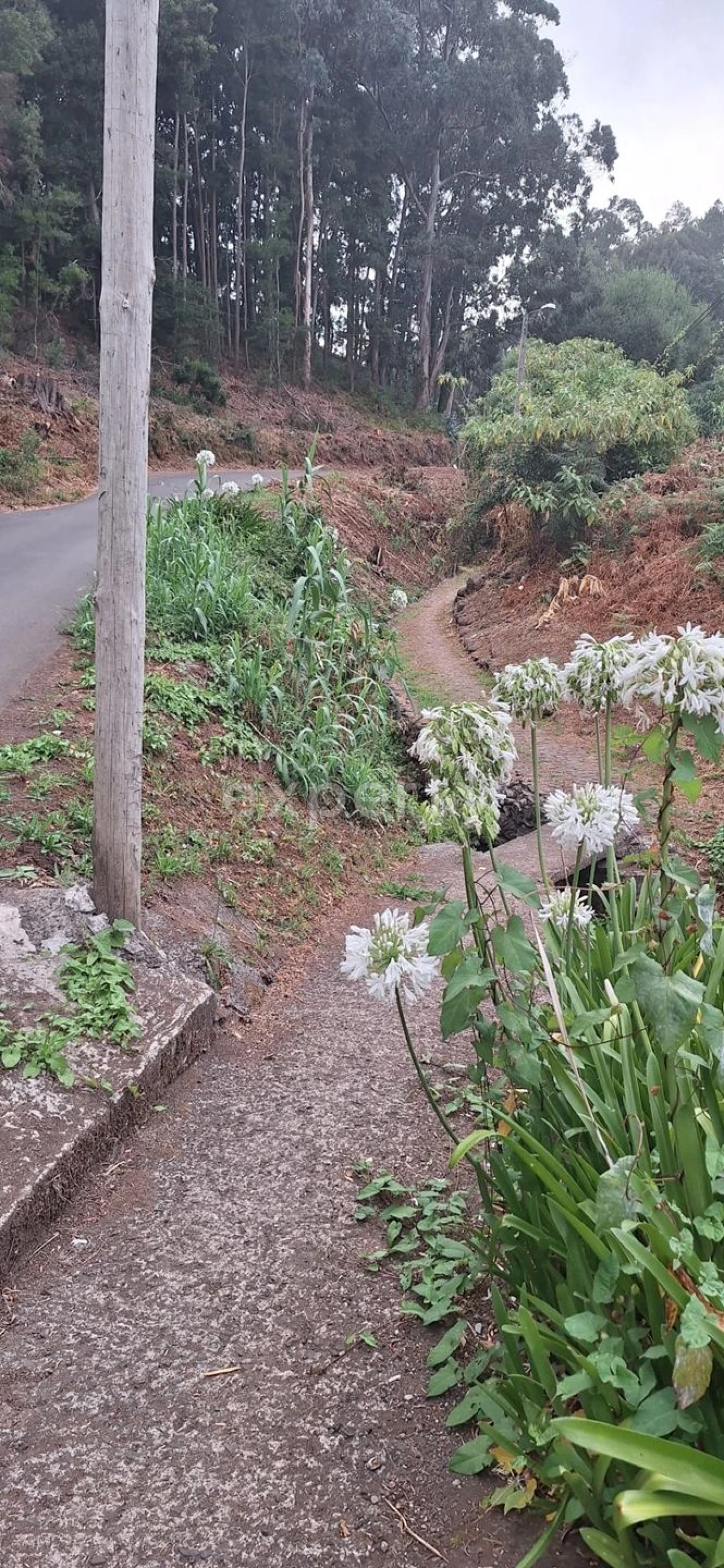 Terreno Agricola ou Rústico para Venda em Gaula Foto 7