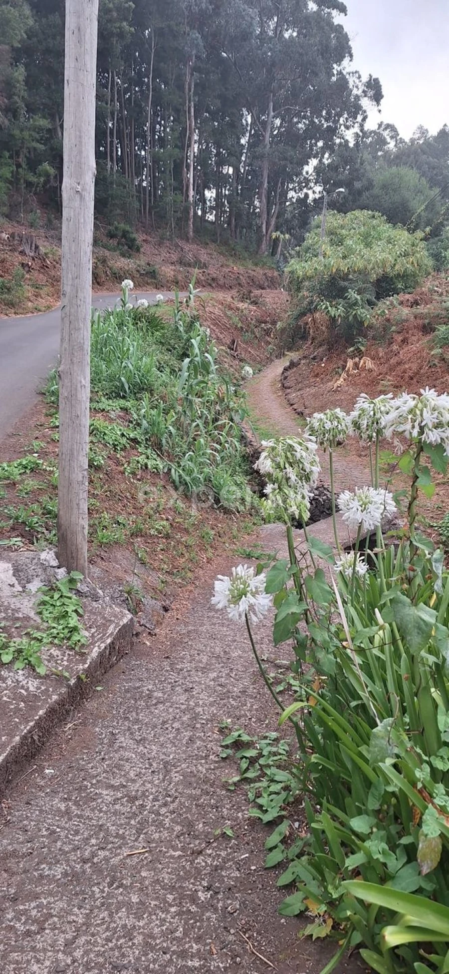 Terreno Agricola ou Rústico para Venda em Gaula Foto 7