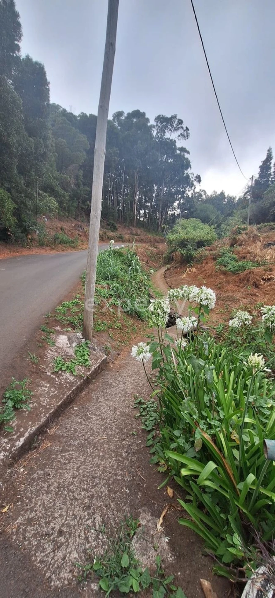 Terreno Agricola ou Rústico para Venda em Gaula Foto 5