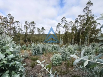 Terreno para Venda em Guia, Ilha e Mata Mourisca