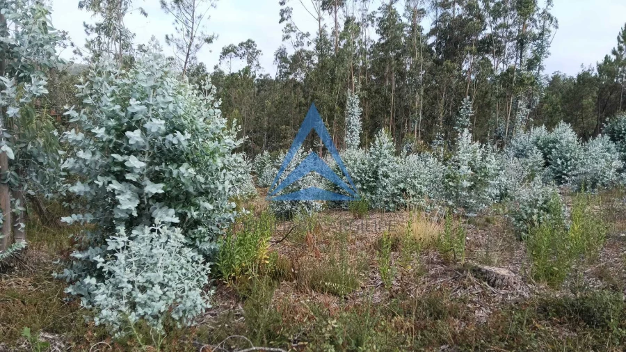 Terreno para Venda em Guia, Ilha e Mata Mourisca Foto 2