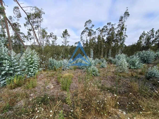 Terreno para Venda em Guia, Ilha e Mata Mourisca Foto 3