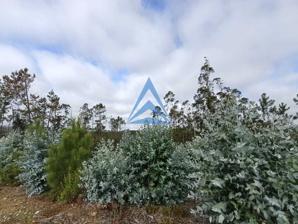 Terreno para Venda em Guia, Ilha e Mata Mourisca Foto 4